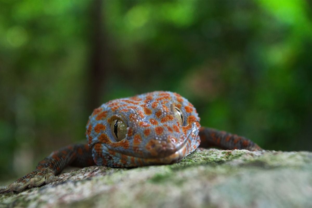 15 Types Of Geckos In Florida
