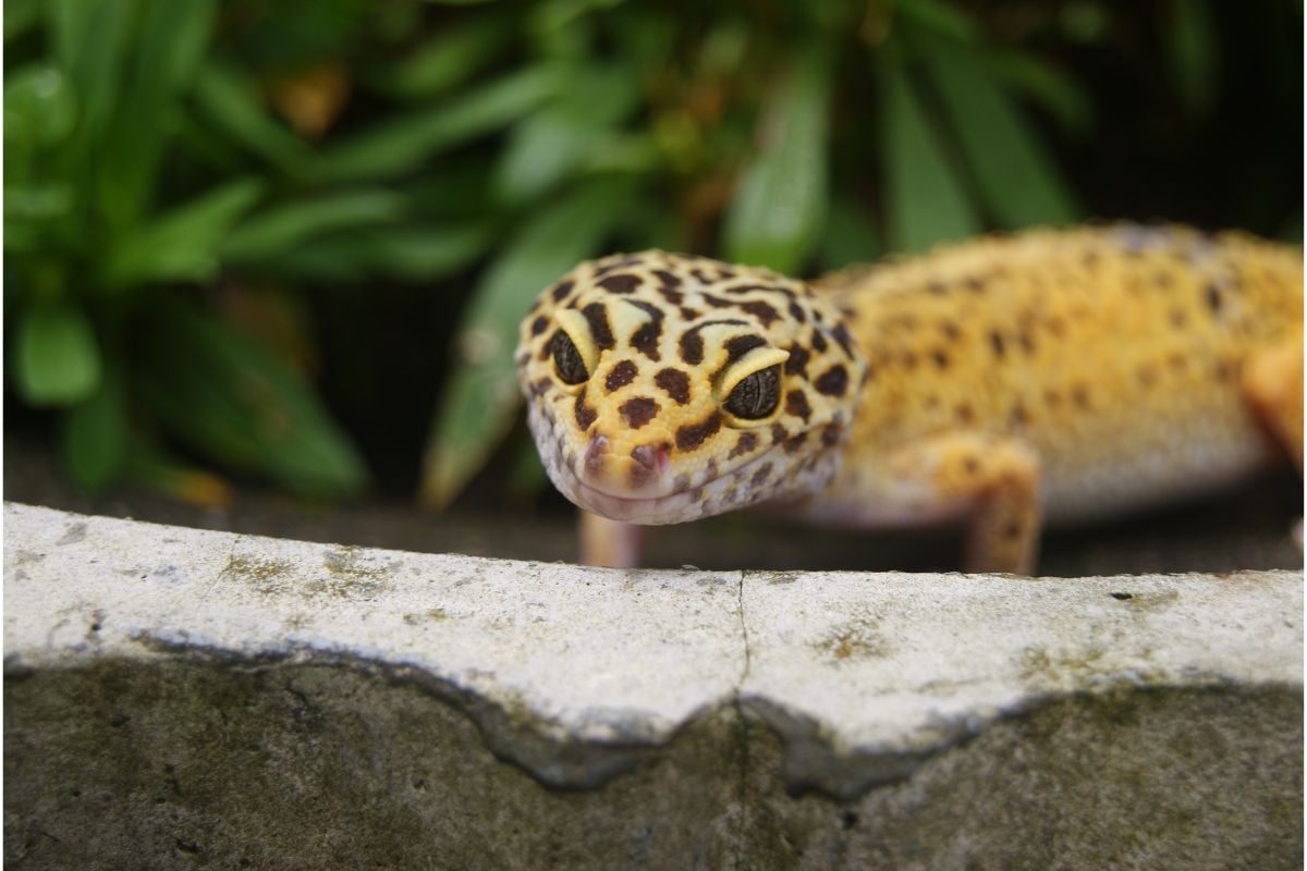 5 Crucial Symptoms That Show That Your Leopard Gecko Is Dying And What To Do About it