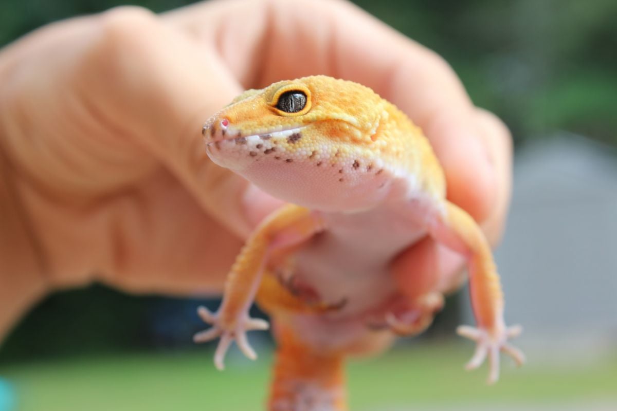5 Crucial Symptoms That Show That Your Leopard Gecko Is Dying And What To Do About it