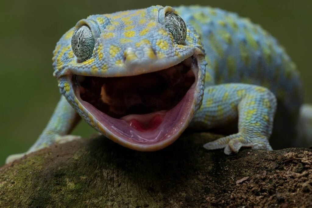 Do Leopard Geckos Have Teeth All You Need To Know