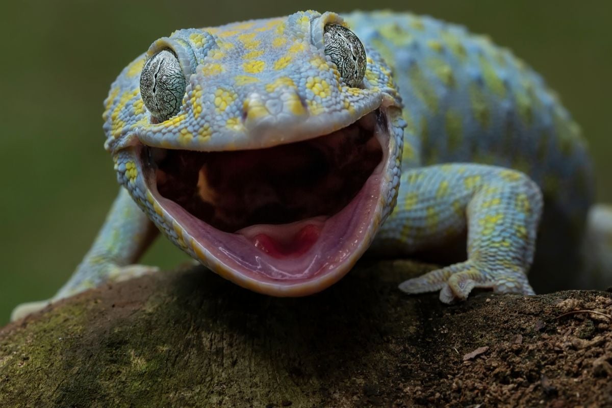 Do Leopard Geckos Have Teeth? All You Need To Know