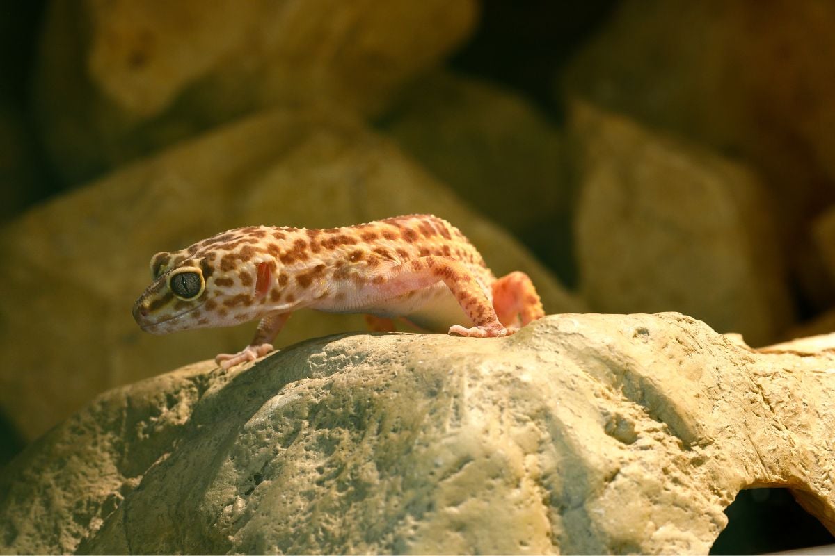 Do Leopard Geckos Need A Heat Lamp?
