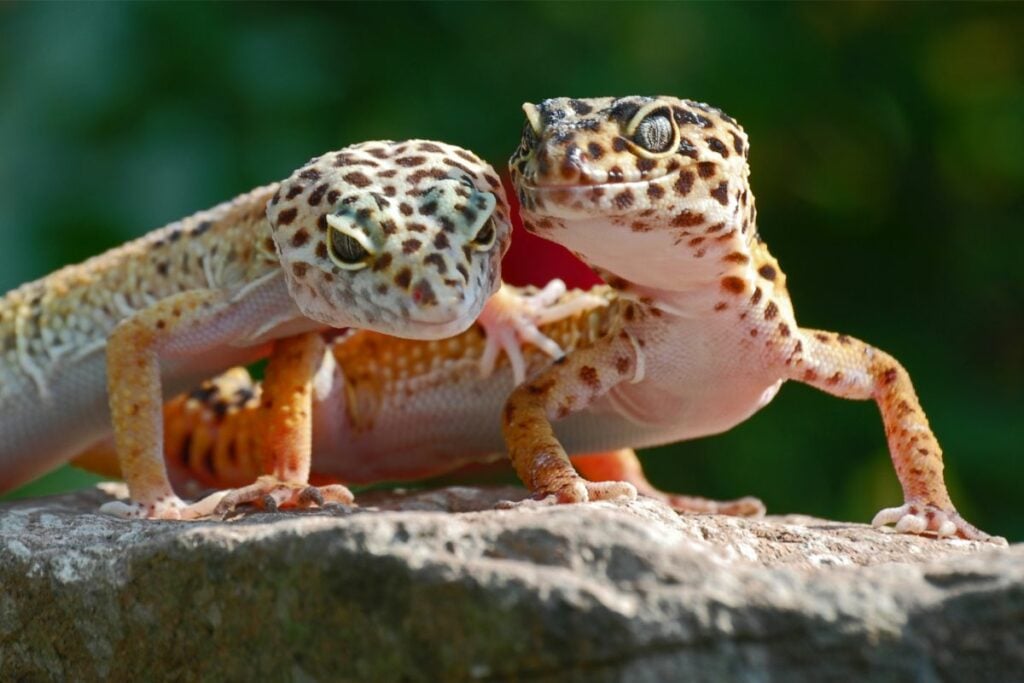 Geckos Lifespan (Your Complete Guide)