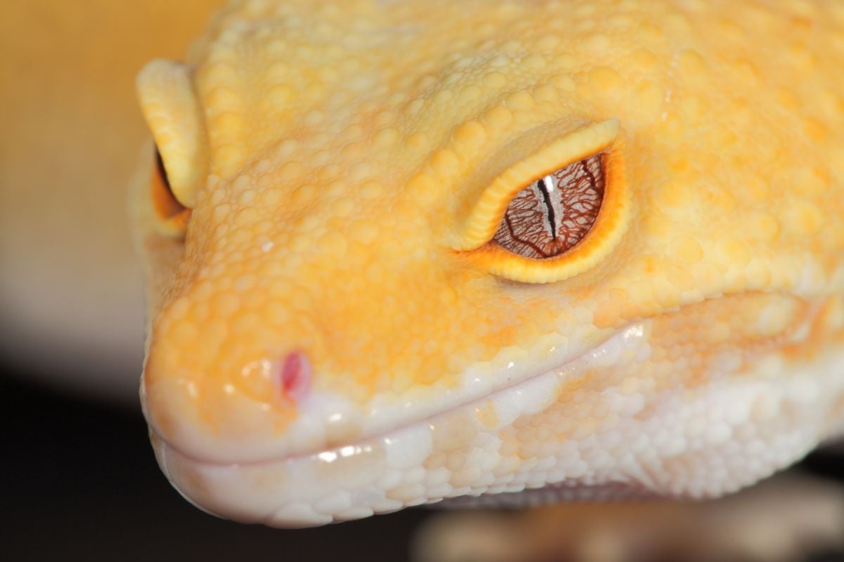 How Often To Feed A Leopard Gecko: A Feeding Guide