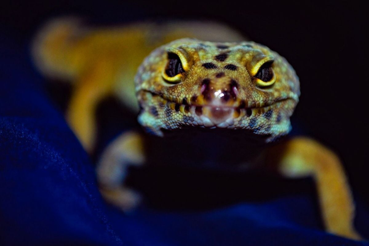 Is Your Leopard Gecko A Boy Or A Girl?: The Leopard Gecko Gender Guide