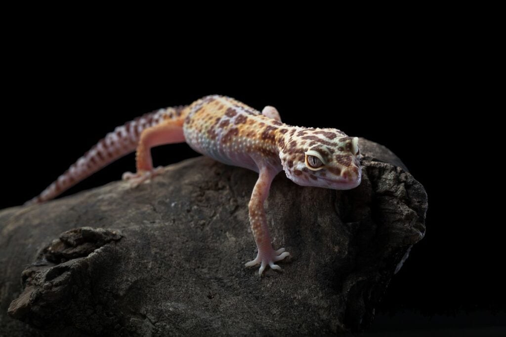 Leopard Gecko Poop Habits