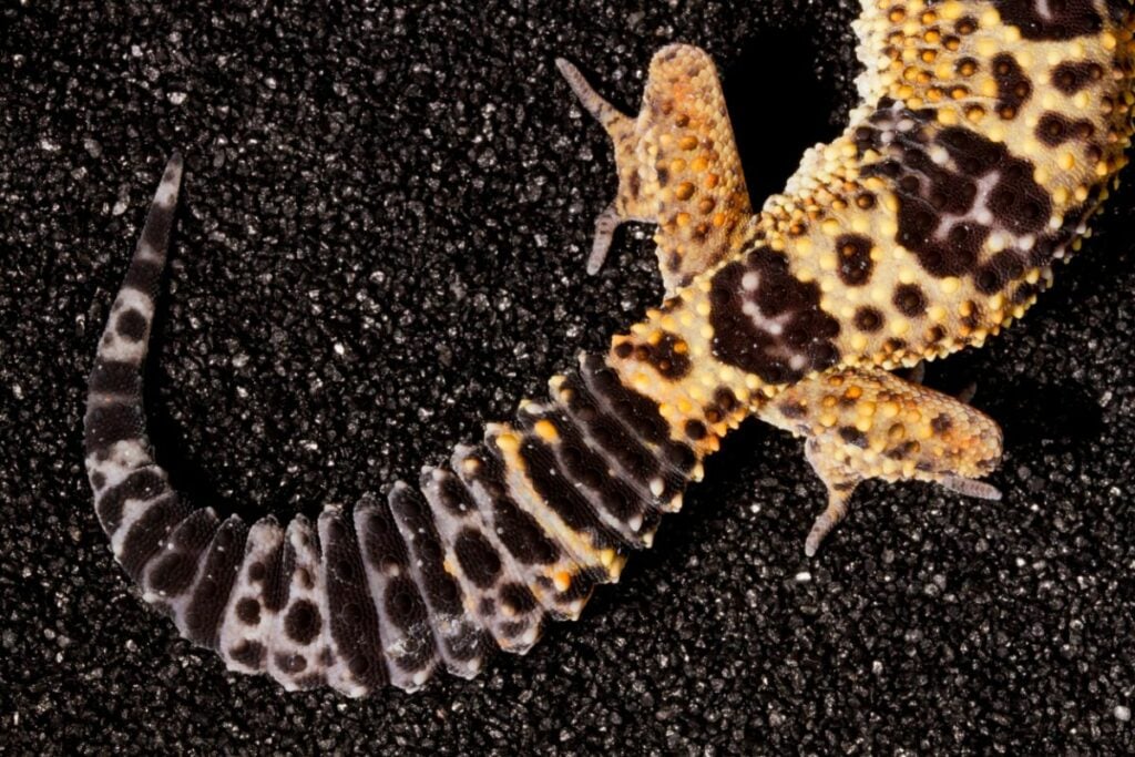 Leopard Geckos And Tail-Dropping – How Easily Does This Happen
