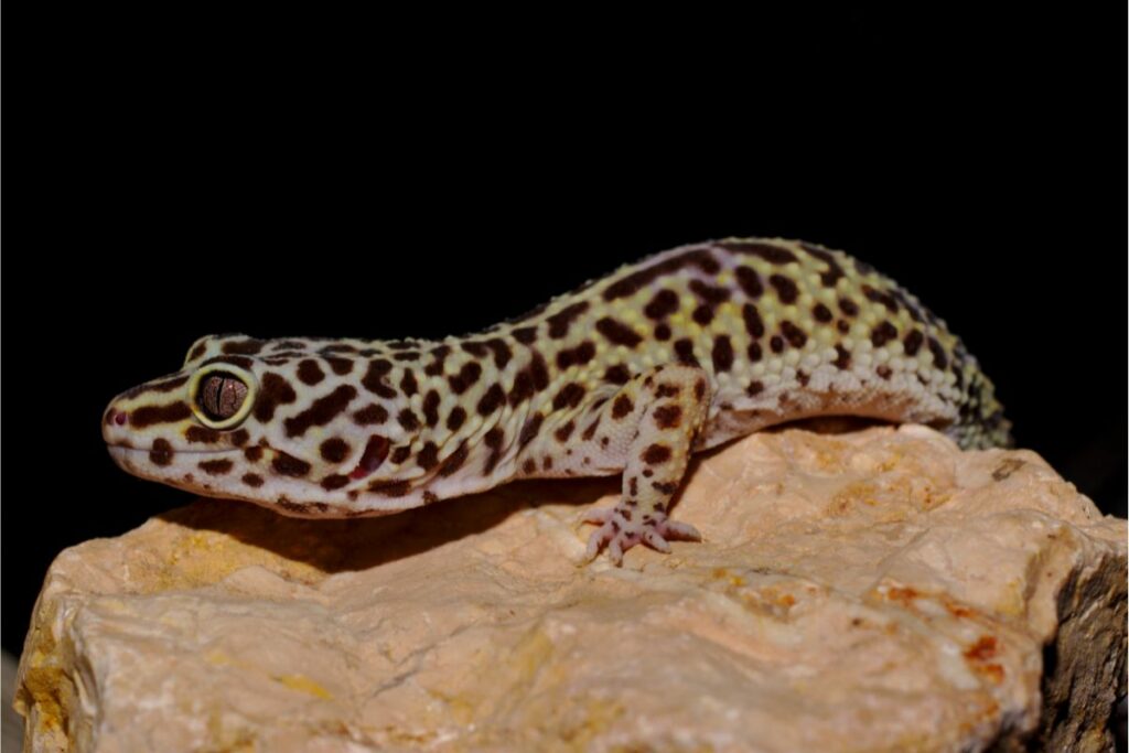 Main Reasons Why Leopard Geckos Refuse To Eat