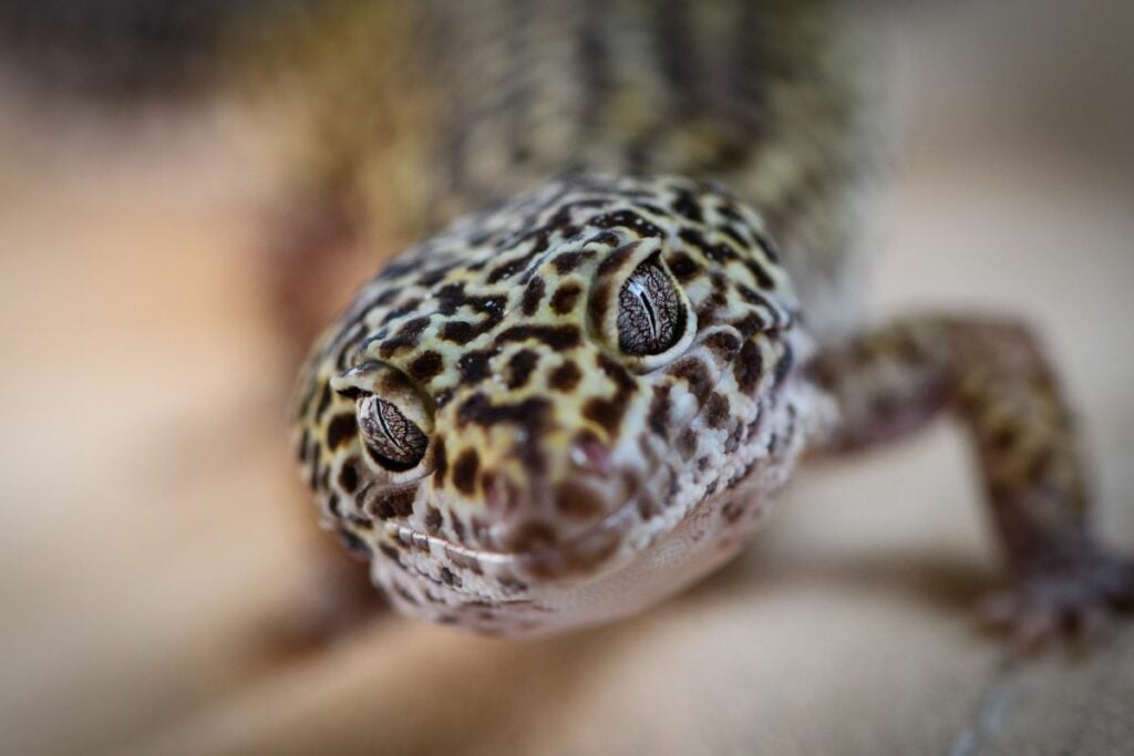 Poop Frequency In Leopard Geckos