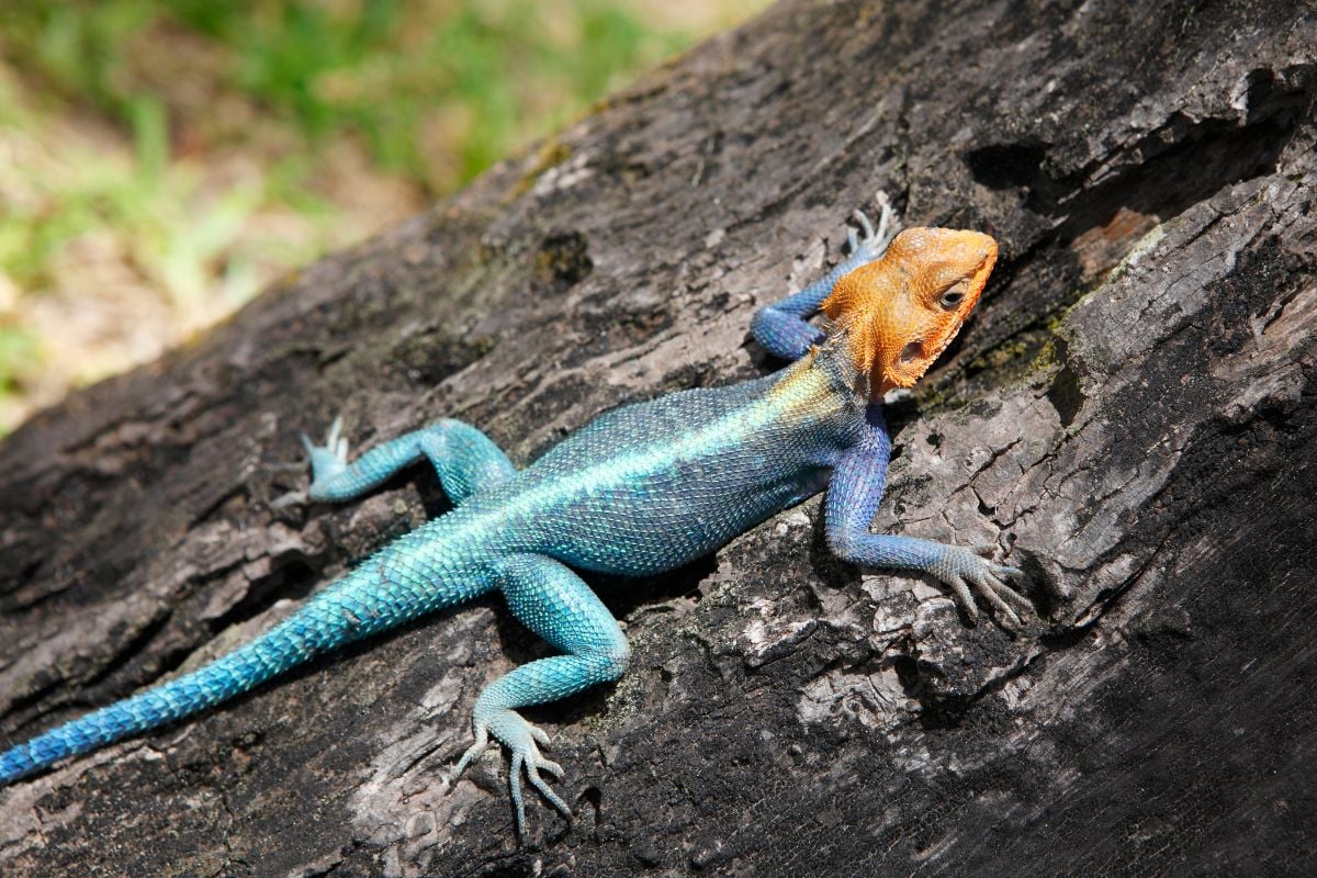 Red Headed Agama (1)