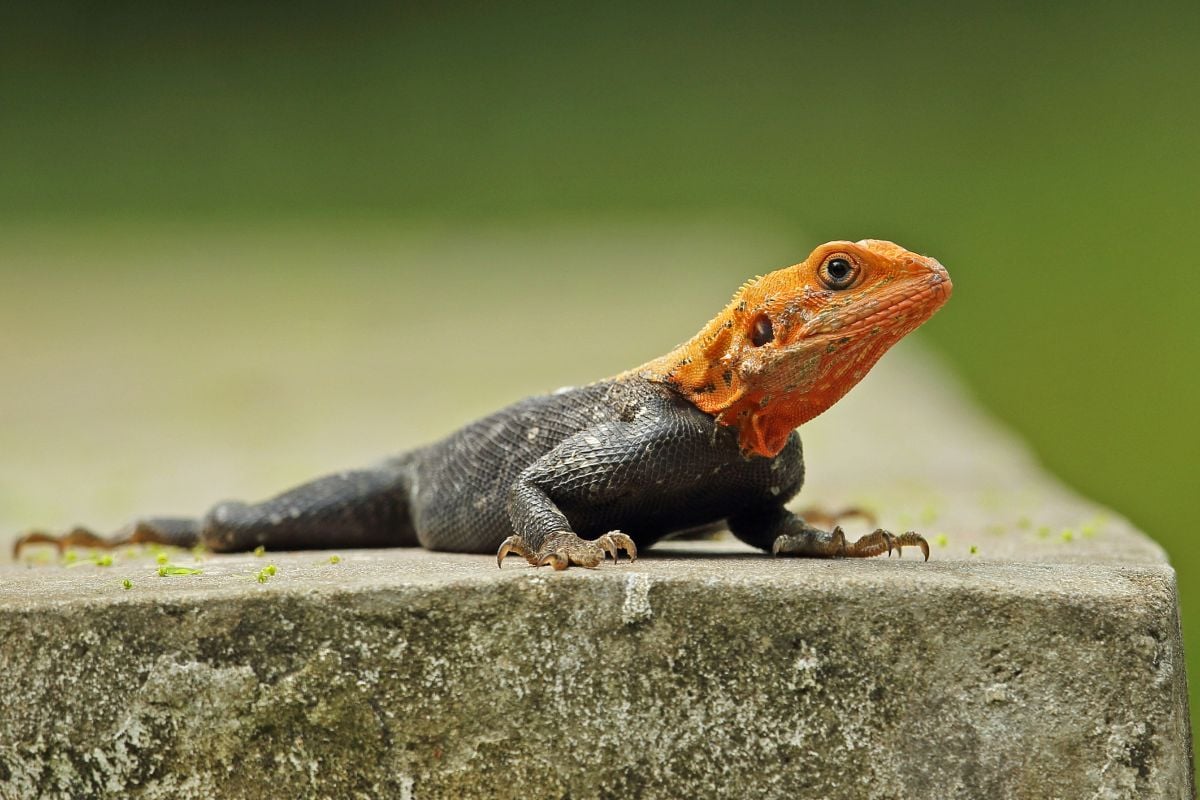 Red Headed Agama Care Sheet