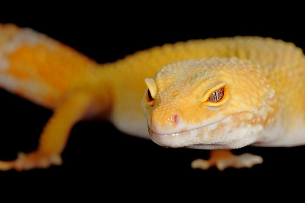 The 8 Most Common Reasons Why Your Leopard Gecko Is Shedding