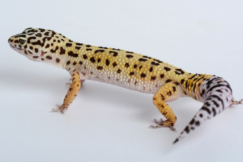 The Importance Of A Leopard Gecko’s Tail