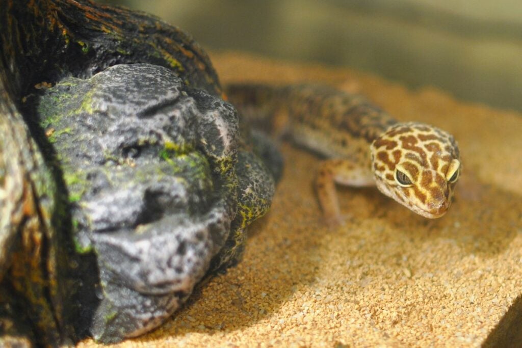 Why Doesn’t My Leopard Gecko Eat One Of These 21 Reasons Might Be The Answer