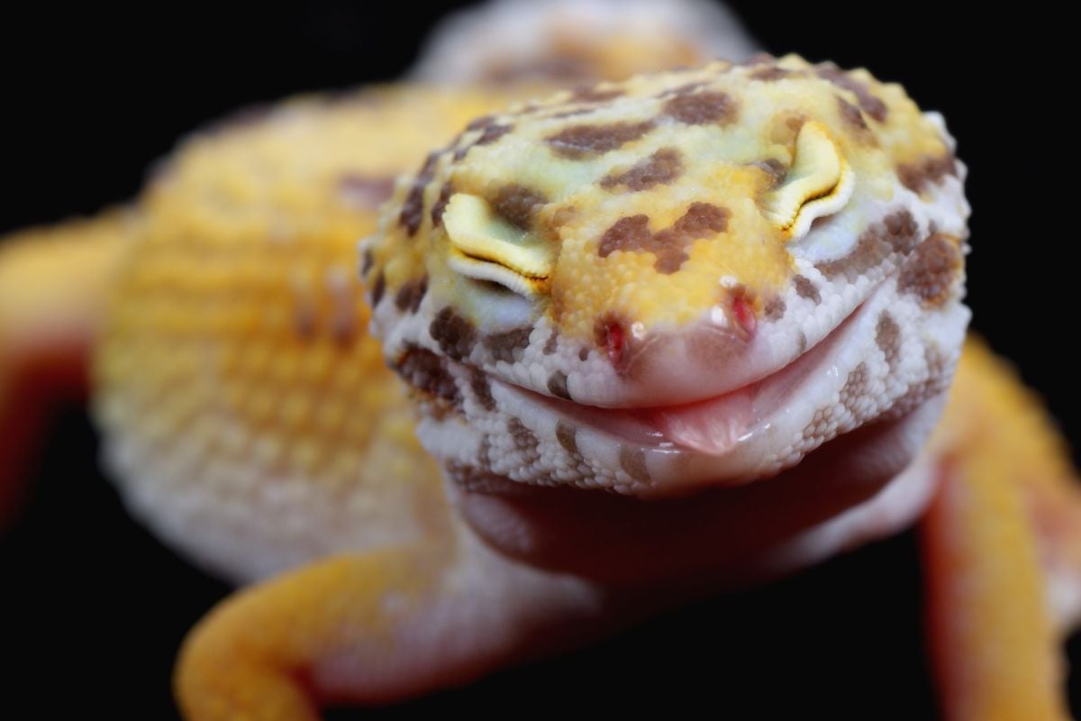 Your Complete Leopard Gecko Poop Guide