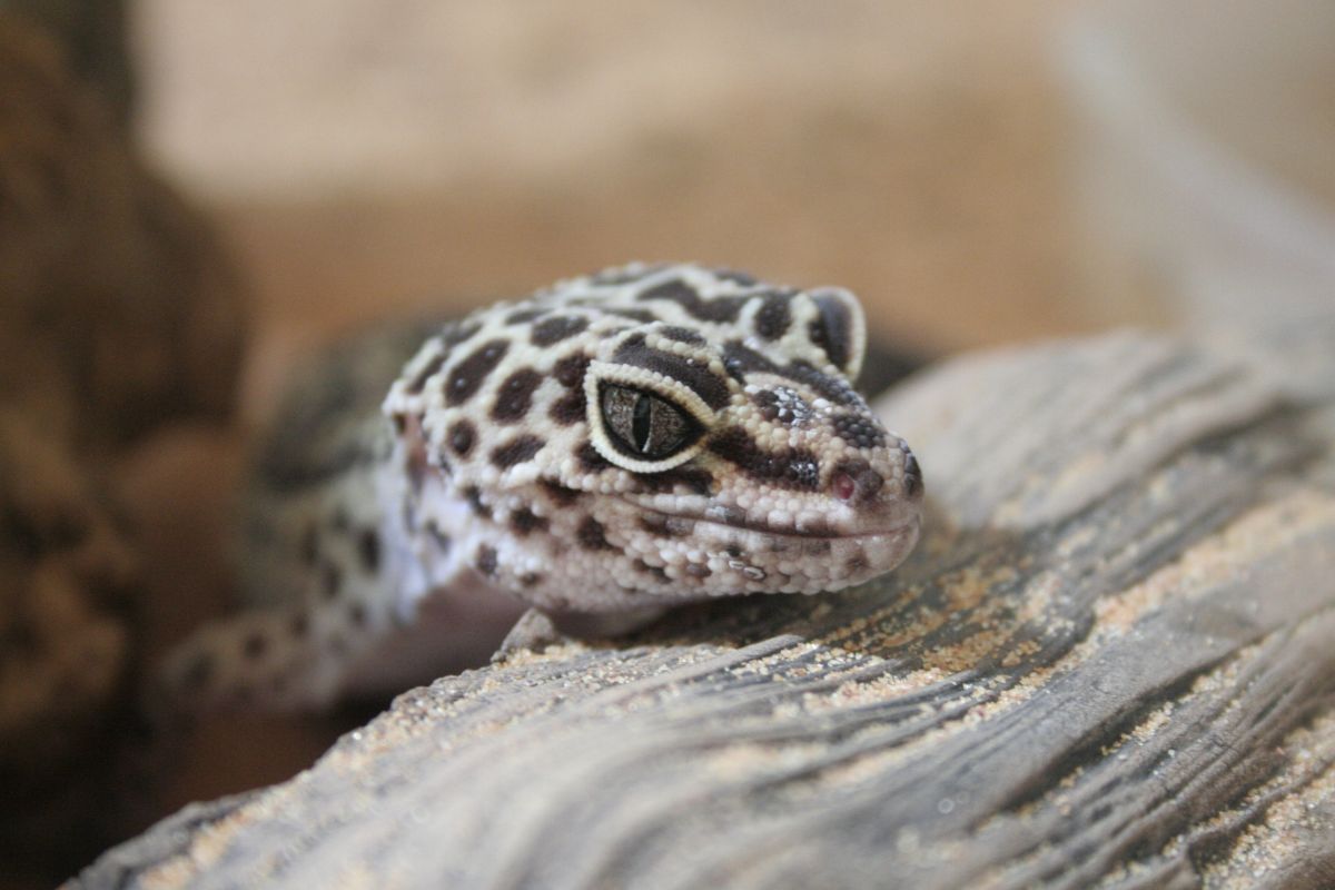 Are Geckos Lizards?