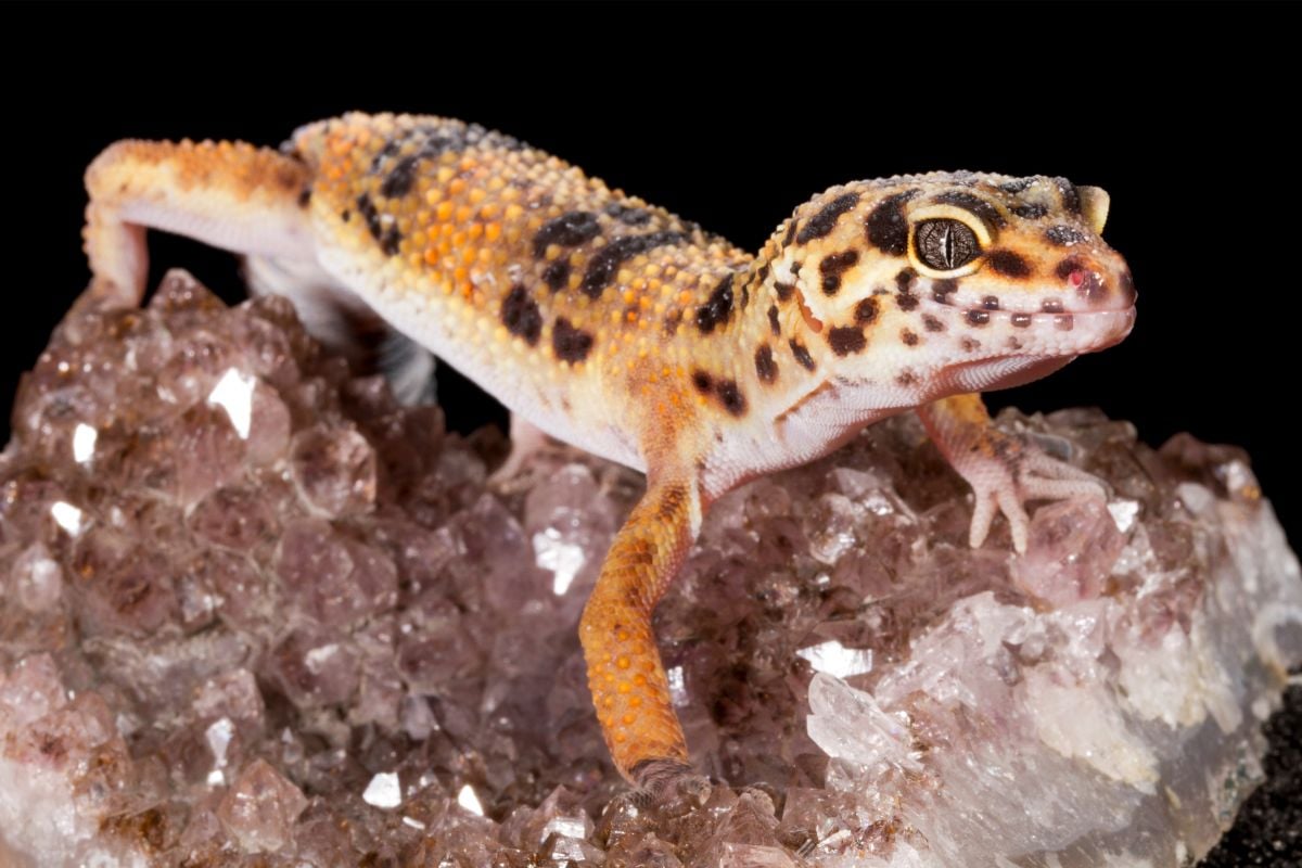 Can Leopard Geckos Become Obese 