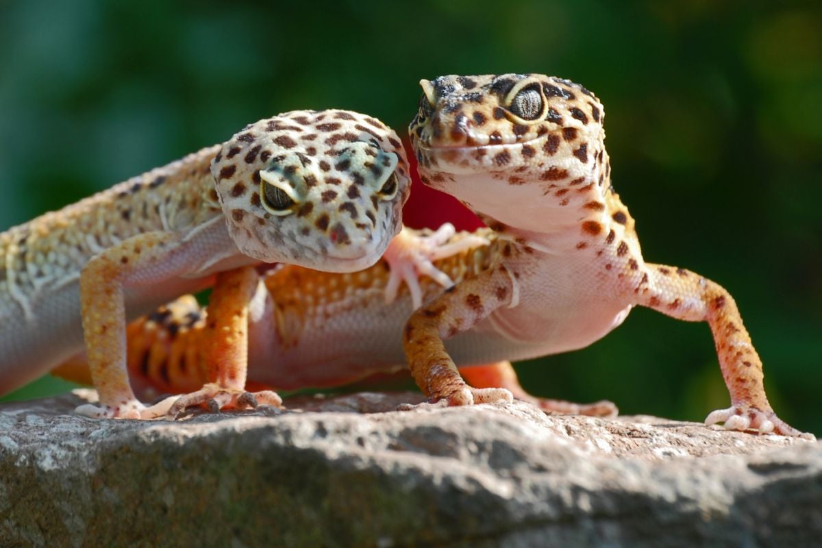 Can Leopard Geckos Live Together?