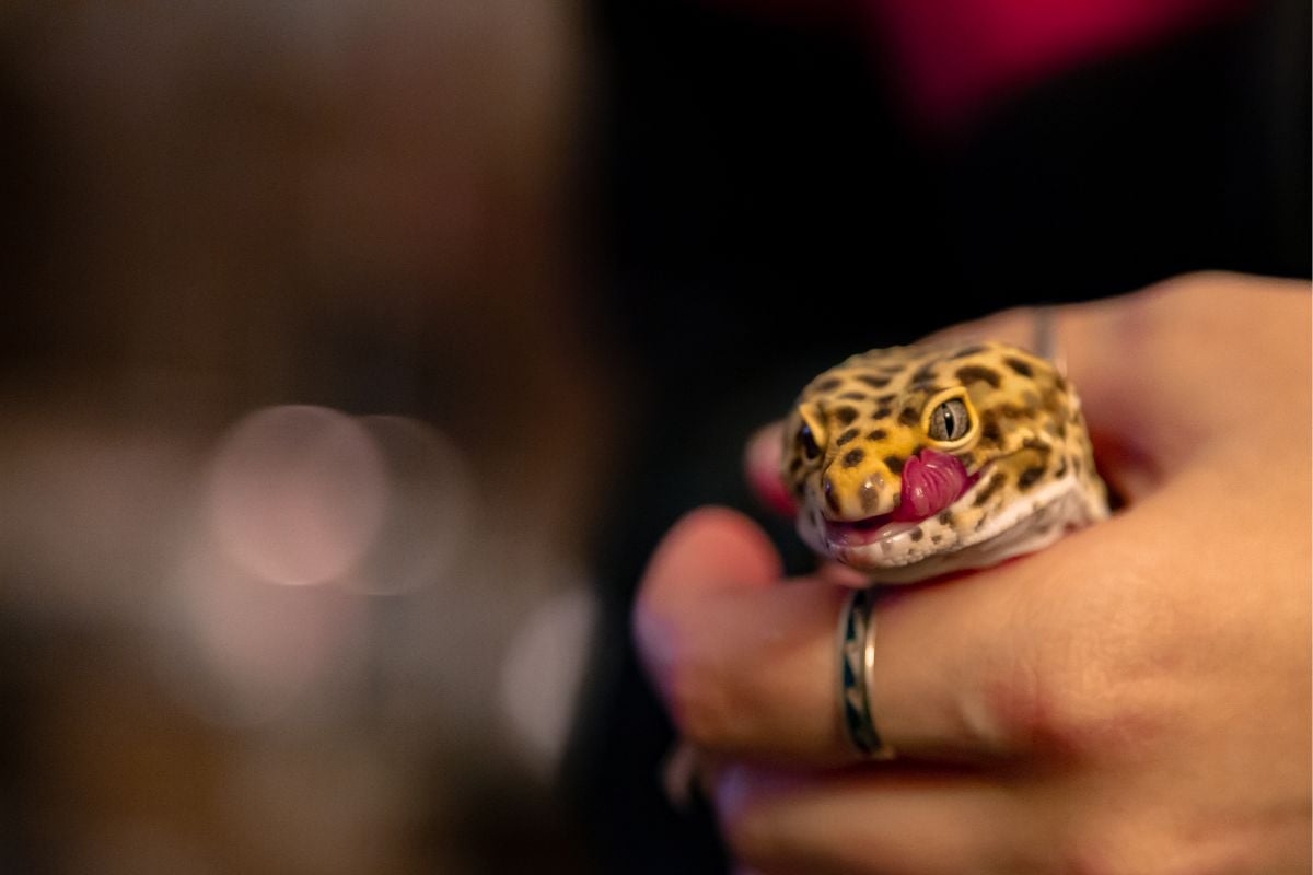 Do Leopard Geckos Like To Be Held?
