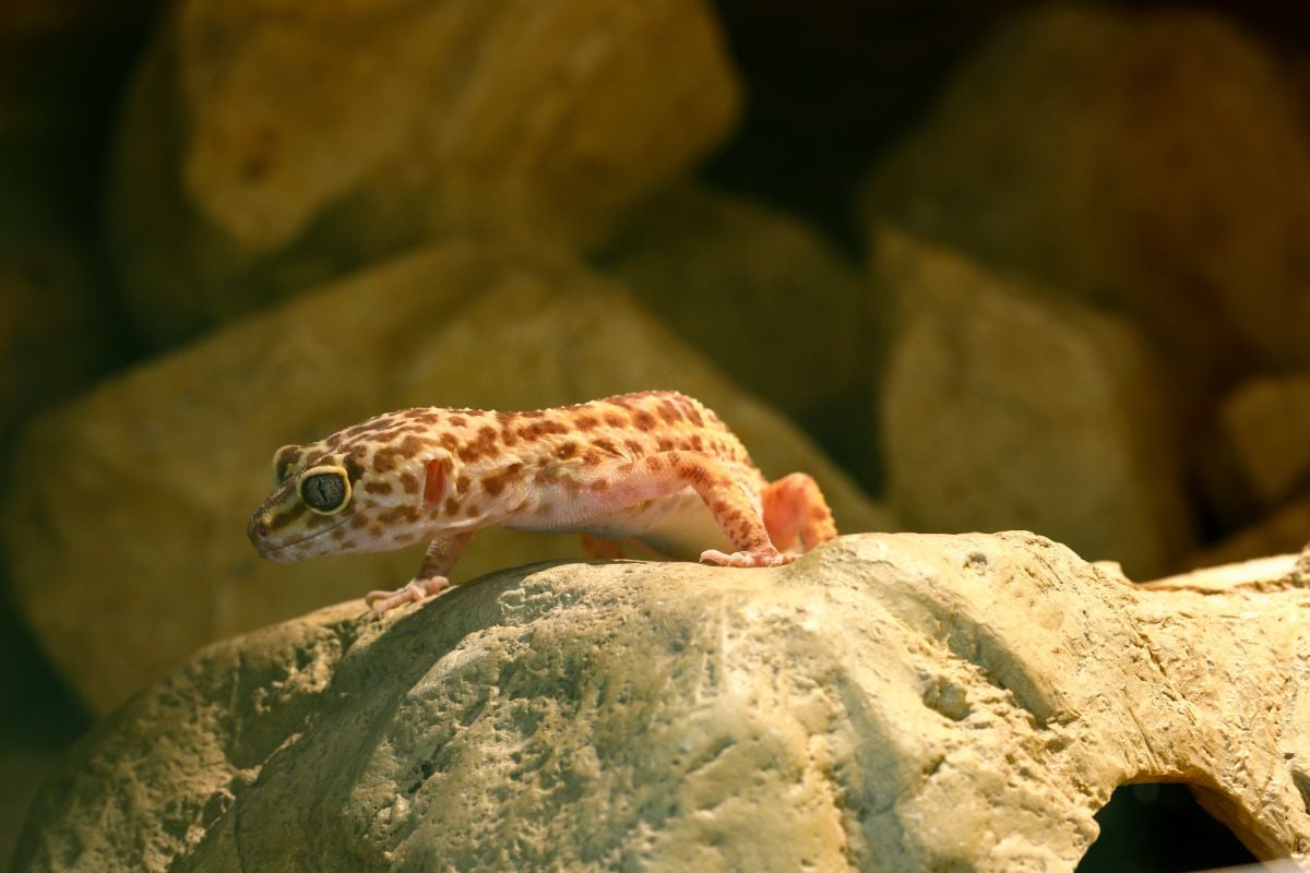 Do Leopard Geckos Need UVB?