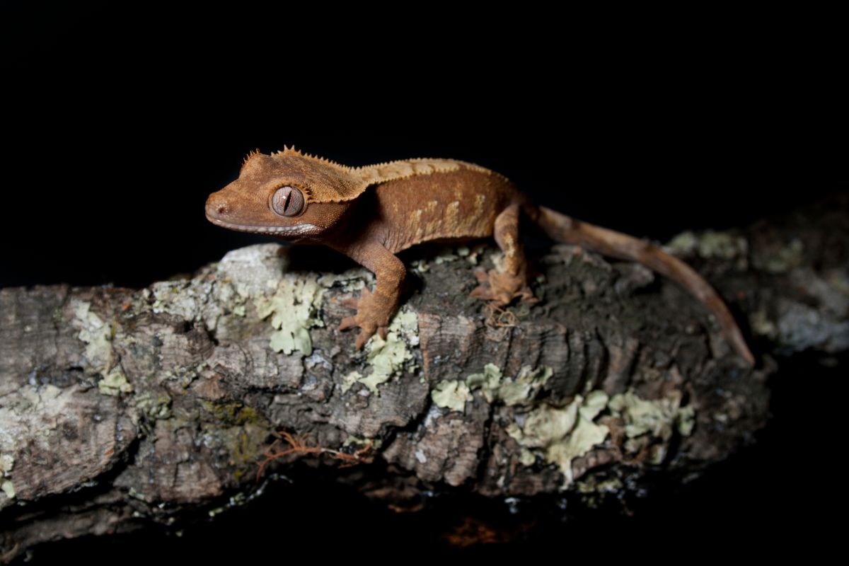 How Big Do Crested Geckos Get?
