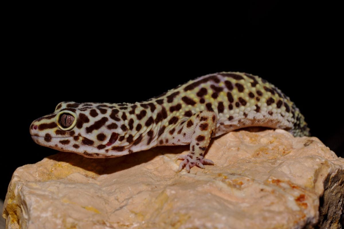 How Much Is A Leopard Gecko?