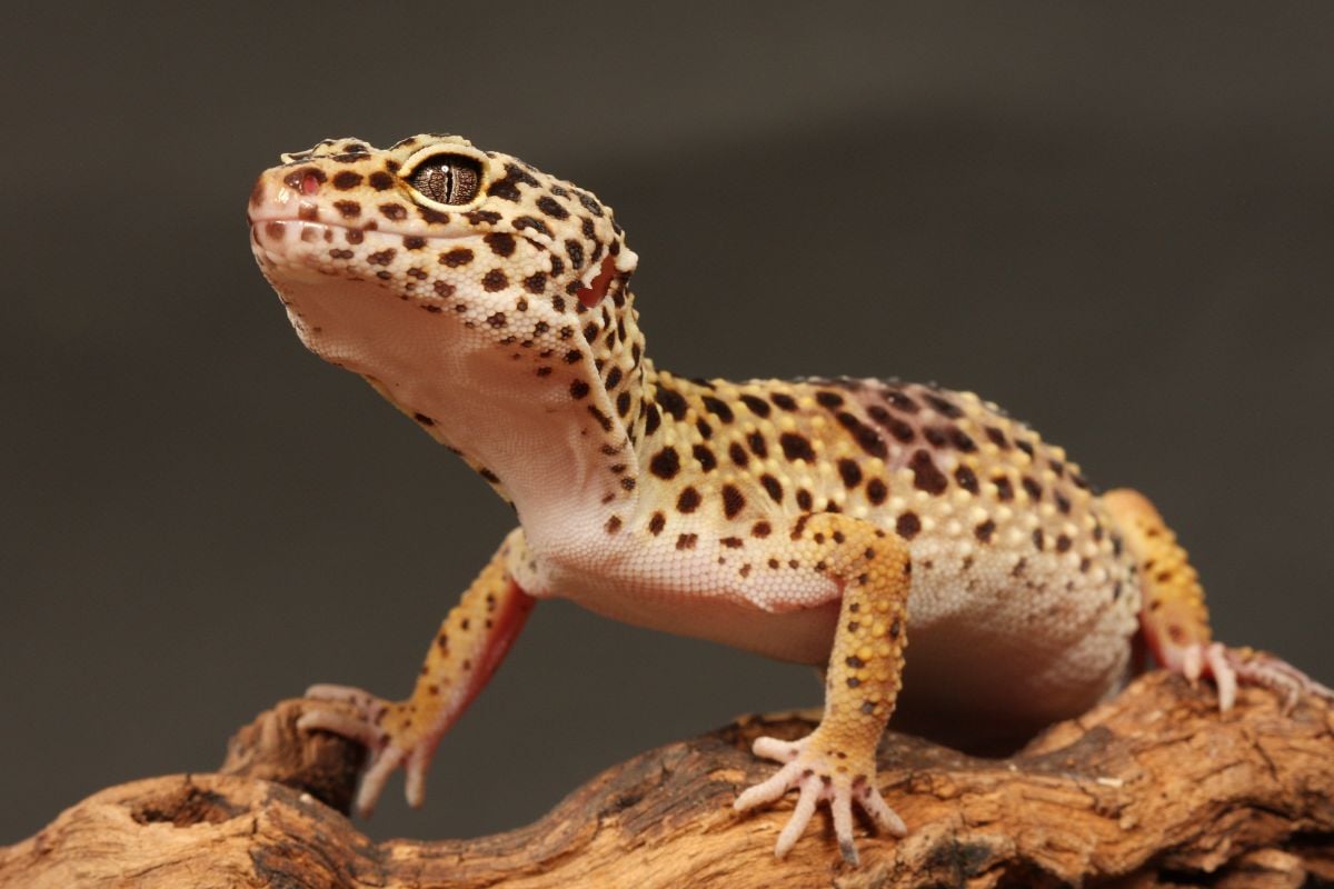 How Much Is A Leopard Gecko?