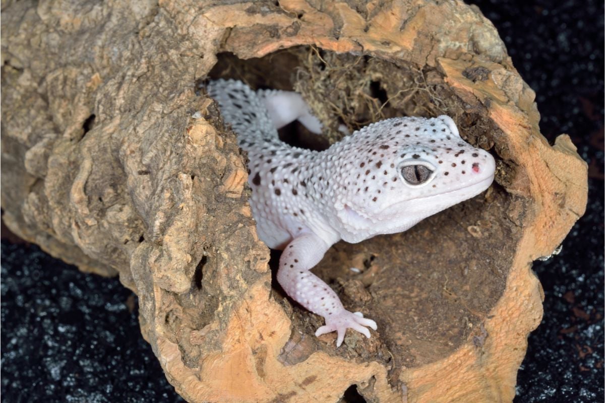 How To Know When A Leopard Gecko Is About To Shed