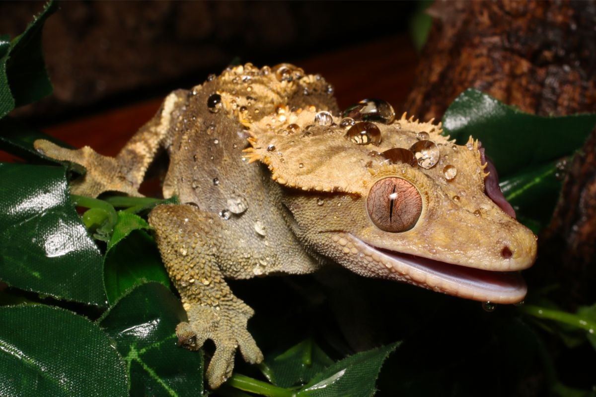 What Do Crested Geckos Eat