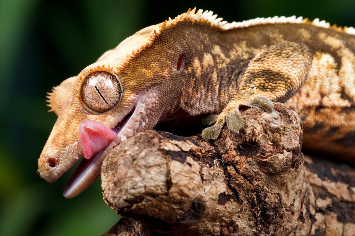 Young Crested Gecko Diet 