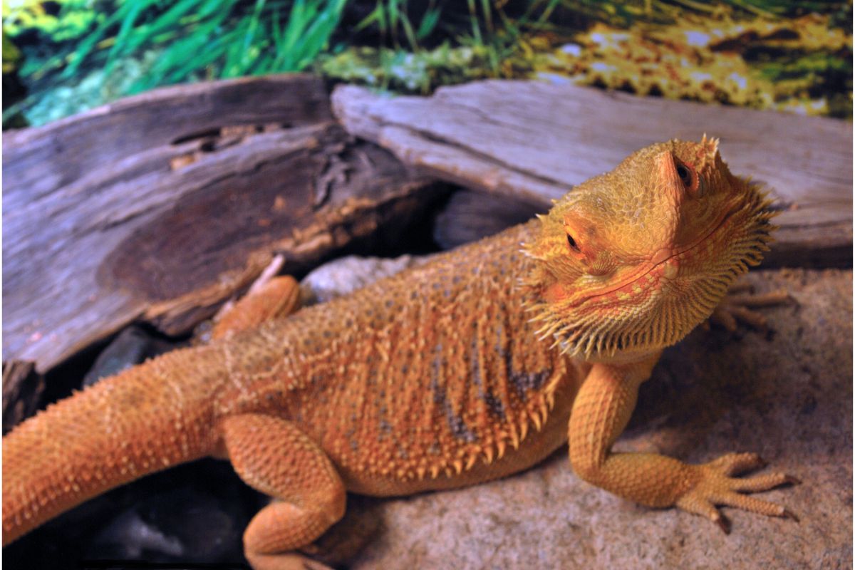 Do Bearded Dragons Smell Bad?