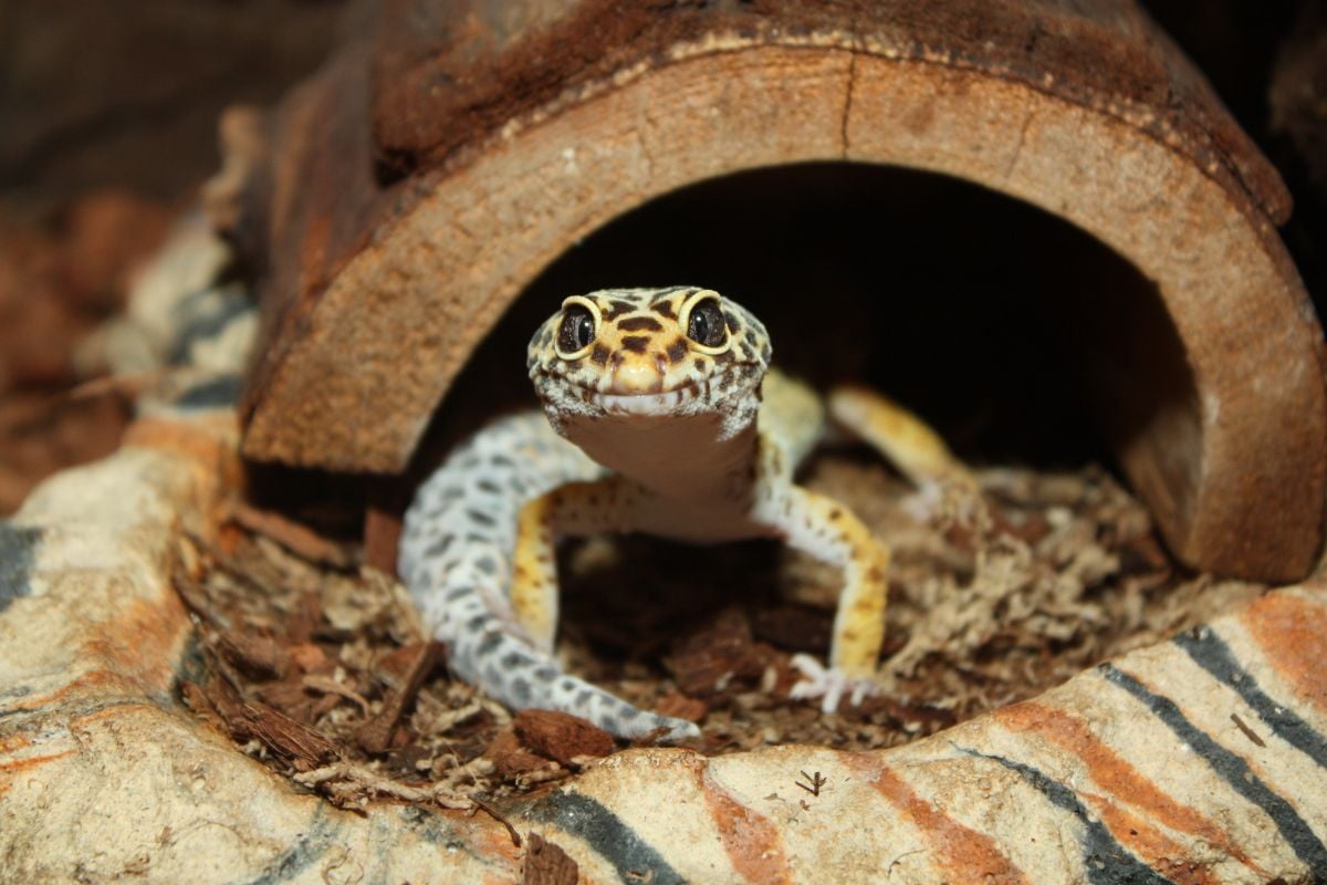 The Ideal Night Temperature For Leopard Geckos
