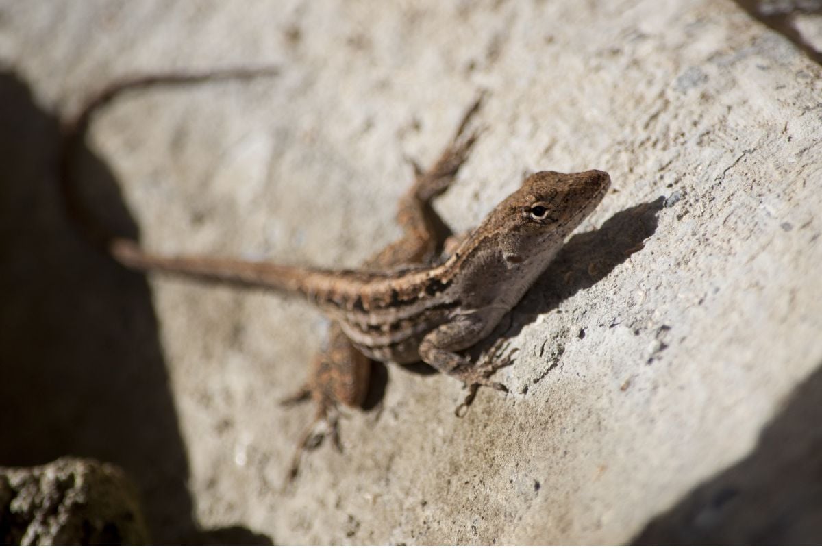 What Do Anole Lizards Eat?