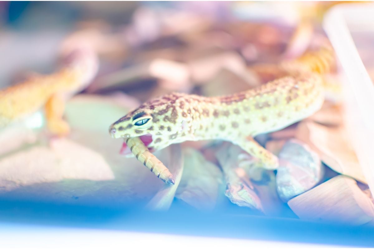 What Human Food Can Leopard Geckos Eat? (Everything You Need To Know)