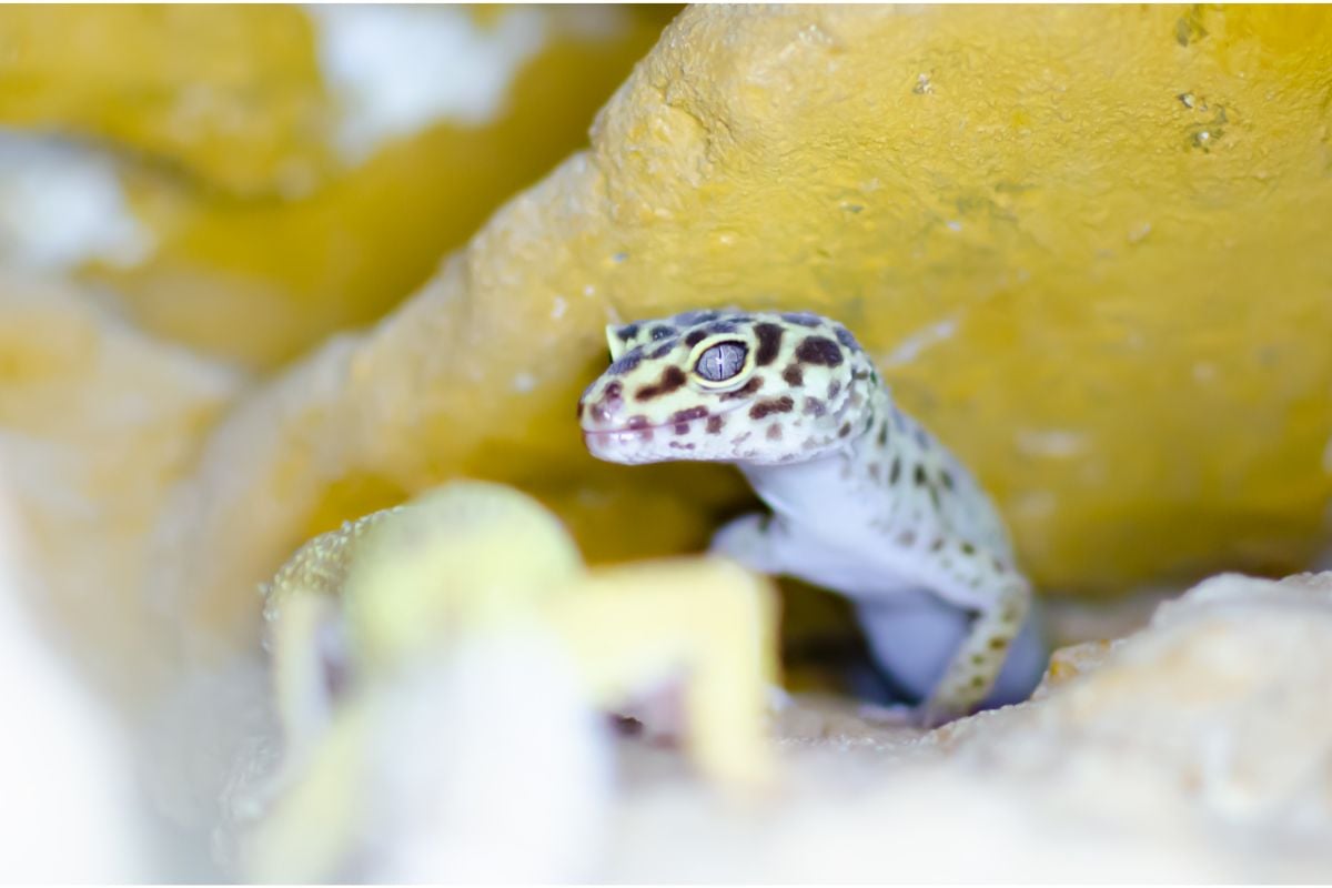What Human Food Can Leopard Geckos Eat? (Everything You Need To Know)