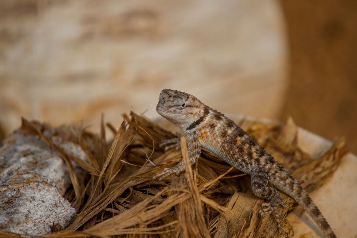 What Is The Difference Between A Lizard And A Gecko