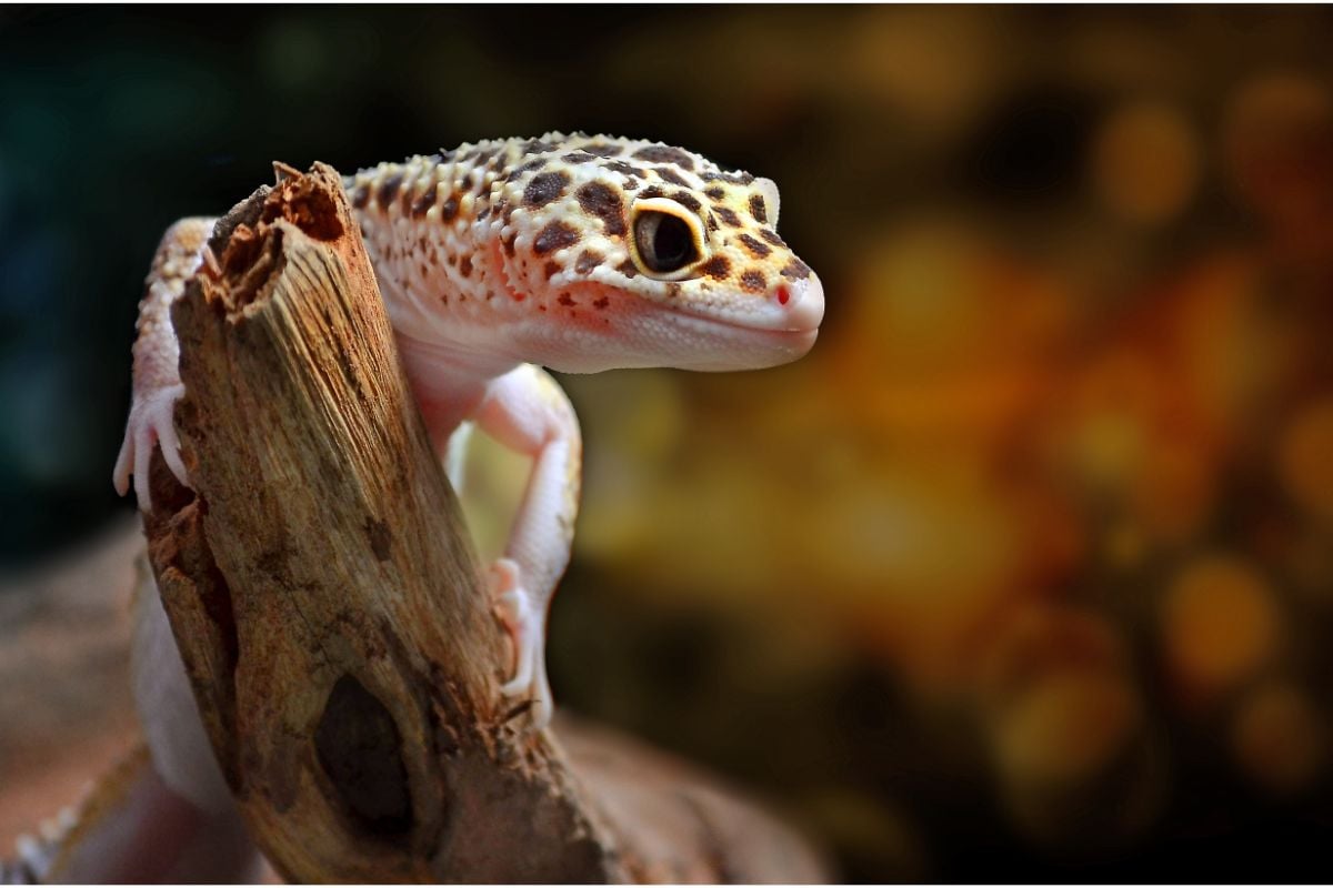 What Is The Difference Between A Lizard And A Gecko 