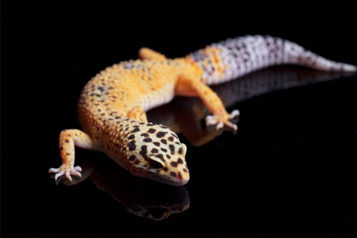 Why Leopard Geckos Have Fat Tails & Do This If It’s Thin