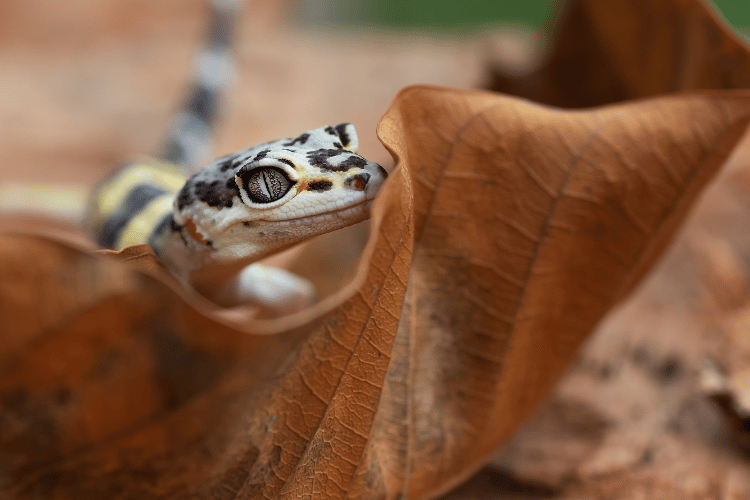 A leopard gecko on a dried leave