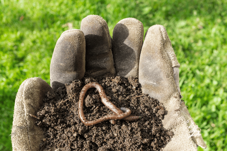 A man holding earthworm with soil