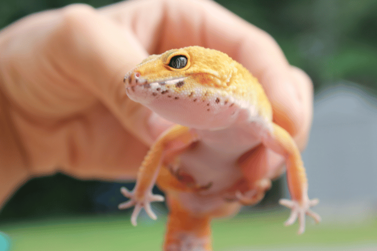 Close-Up Shot of a person holding a leopard gecko