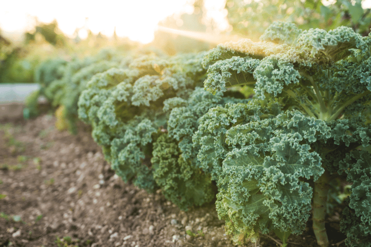 Close-up of Kale in the garden