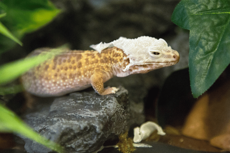 Close-up of leopard gecko molting