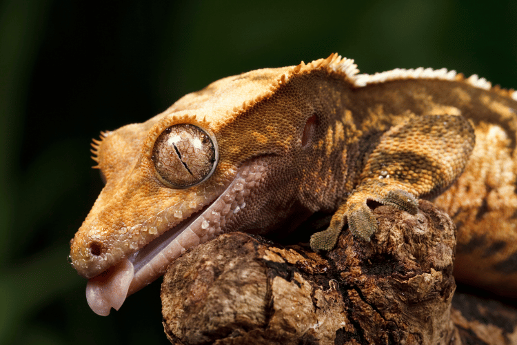 Close-up of a crested gecko eye and facial details 