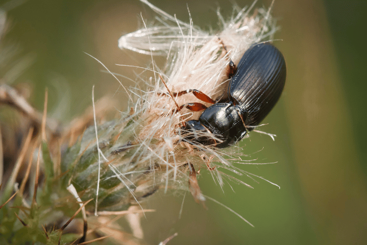 Close-up of a mealworm beetle on a dead plant