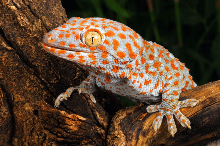 Close-up of a tokay gecko lizard