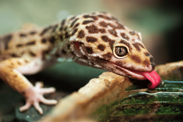 Close-up of leopard gecko drinking