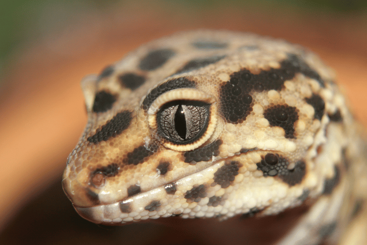 Close-up of leopard gecko eye