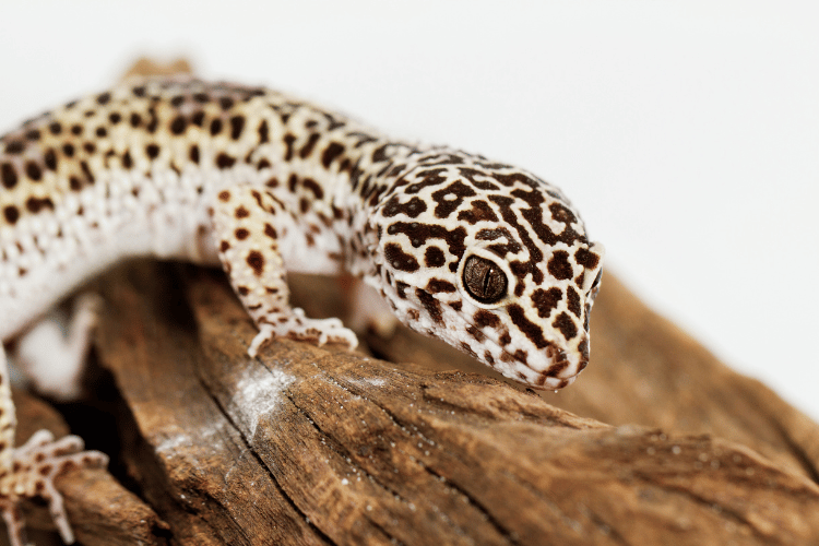 Close-up of leopard gecko on wooden branch