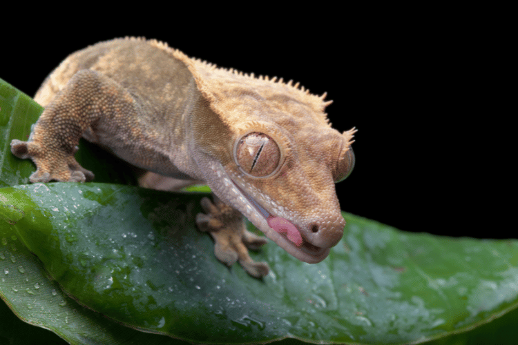 Closeup of Caledonian crested gecko sitting on a banana leaf